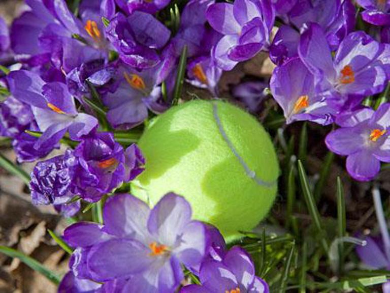 Tennisbal Krokus